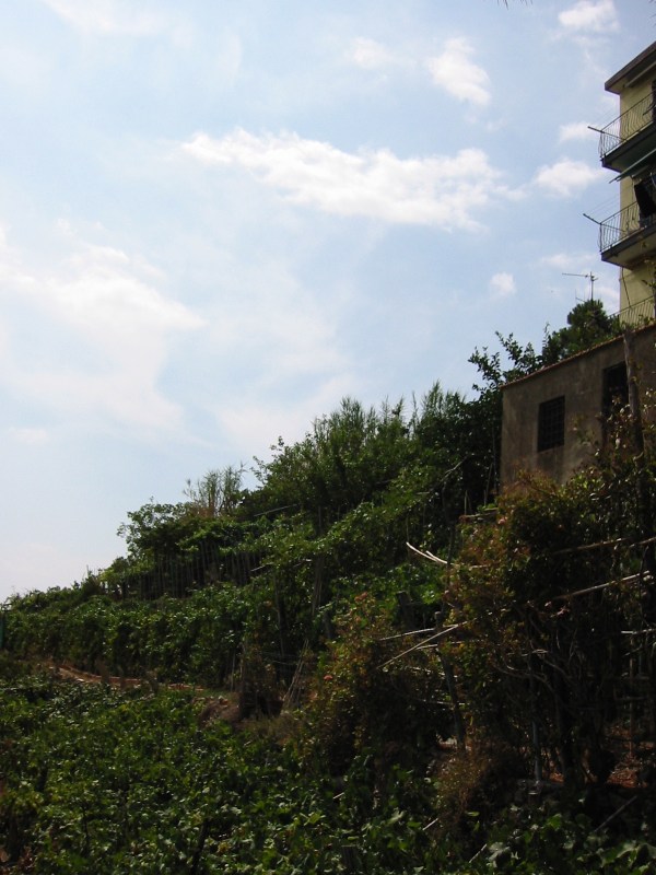 Corniglia