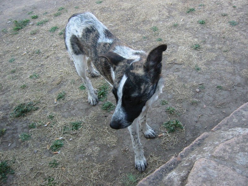 Il cane del Palatino